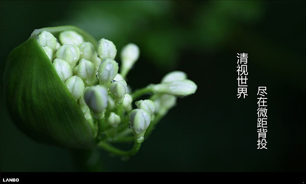 帶你解密微距背投的與眾不同